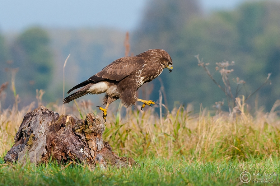 Myszow, Common Buzzard (Buteo buteo) ... 2014r