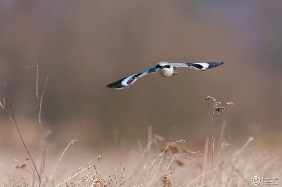 Srokosz, Northern Shrike (Lanius excubitor) ... 2015r