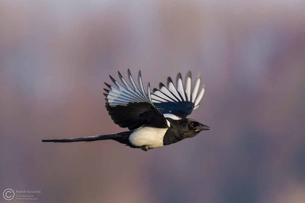 Sroka, Eurasian Magpie (Pica pica) ... 2015r