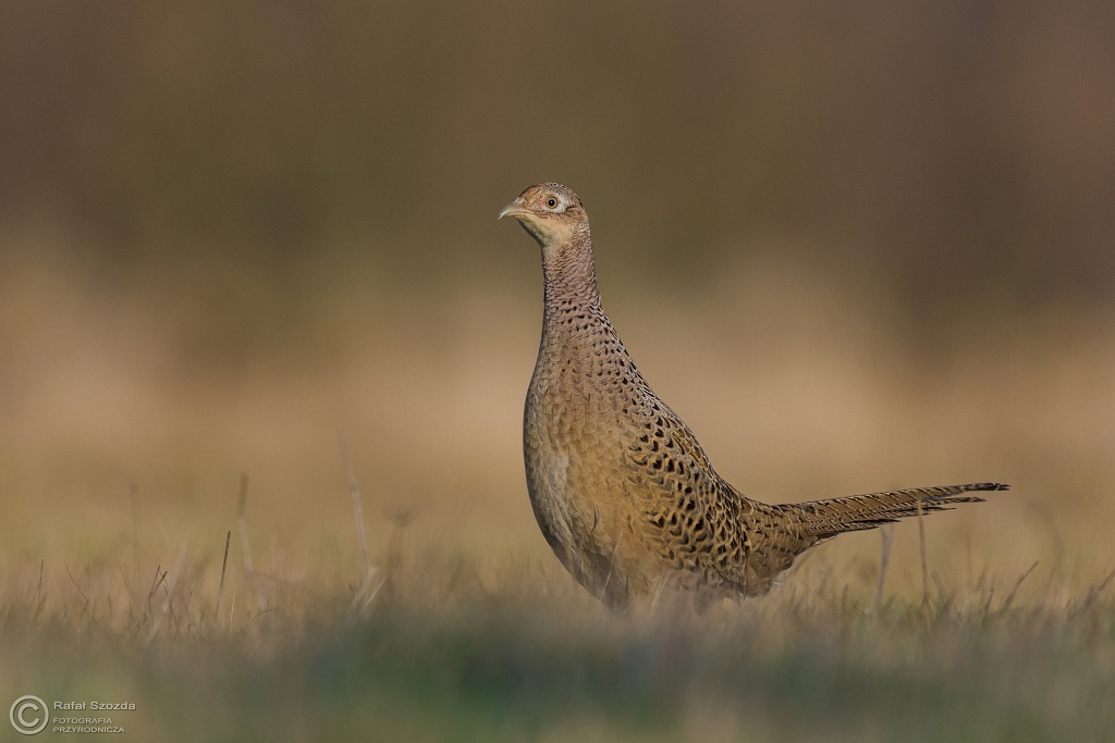 Kureczka - Baant, Common Pheasant (Phasianus colchicus) ... 2016r