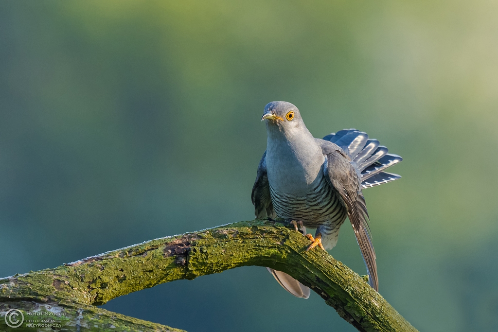 Kukuka, Common Cuckoo (Cuculus canorus) ... 2016r