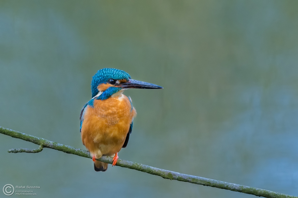 Zimorodek, Common Kingfisher (Alcedo atthis) ... 2016r