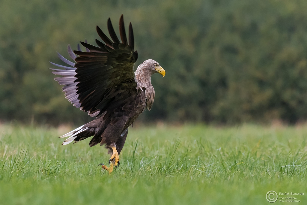 Bielik, White-tailed Eagle (Haliaeetus albicilla) ... 2016r