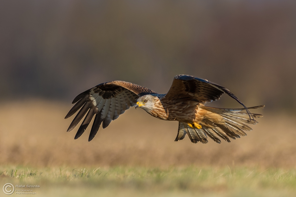 Kania Ruda, Red Kite (Milvus milvus) ... 2017r