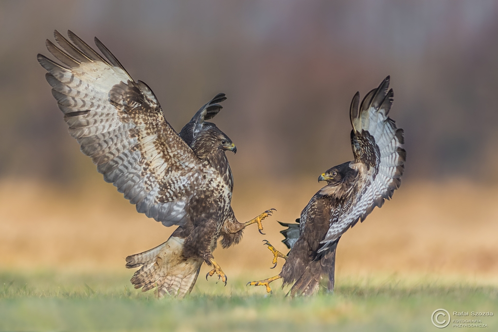 Myszow, Common Buzzard (Buteo buteo) ... 2017r