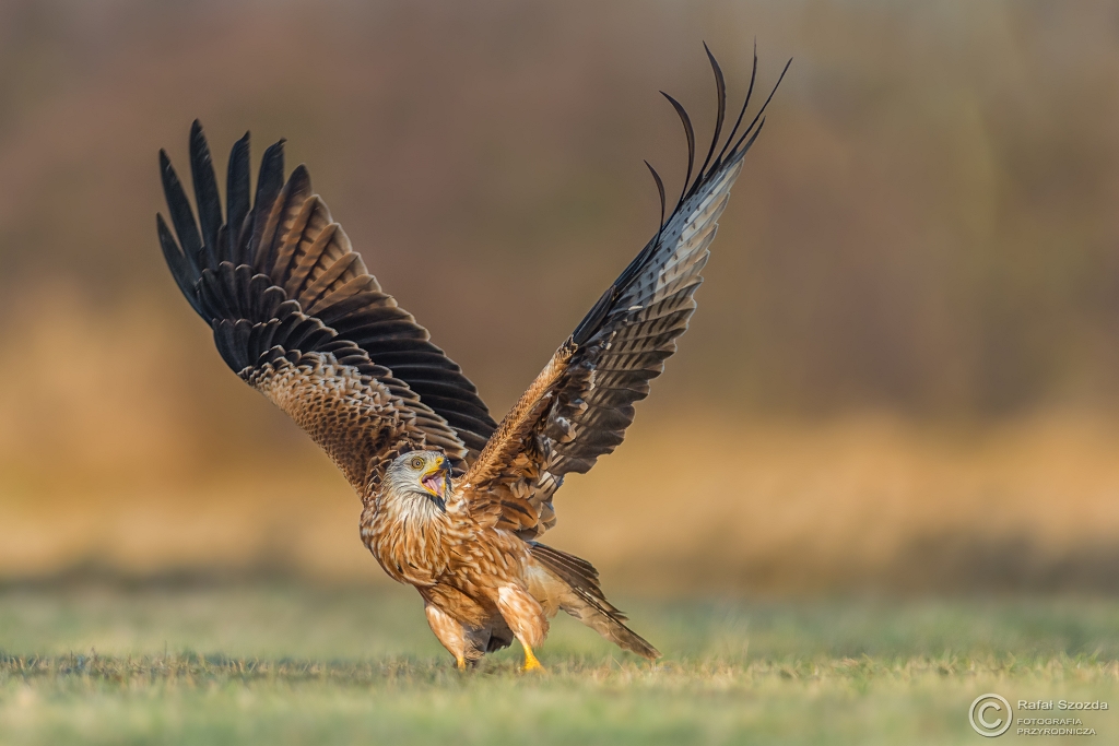 Kania Ruda, Red Kite (Milvus milvus) ... 2017r