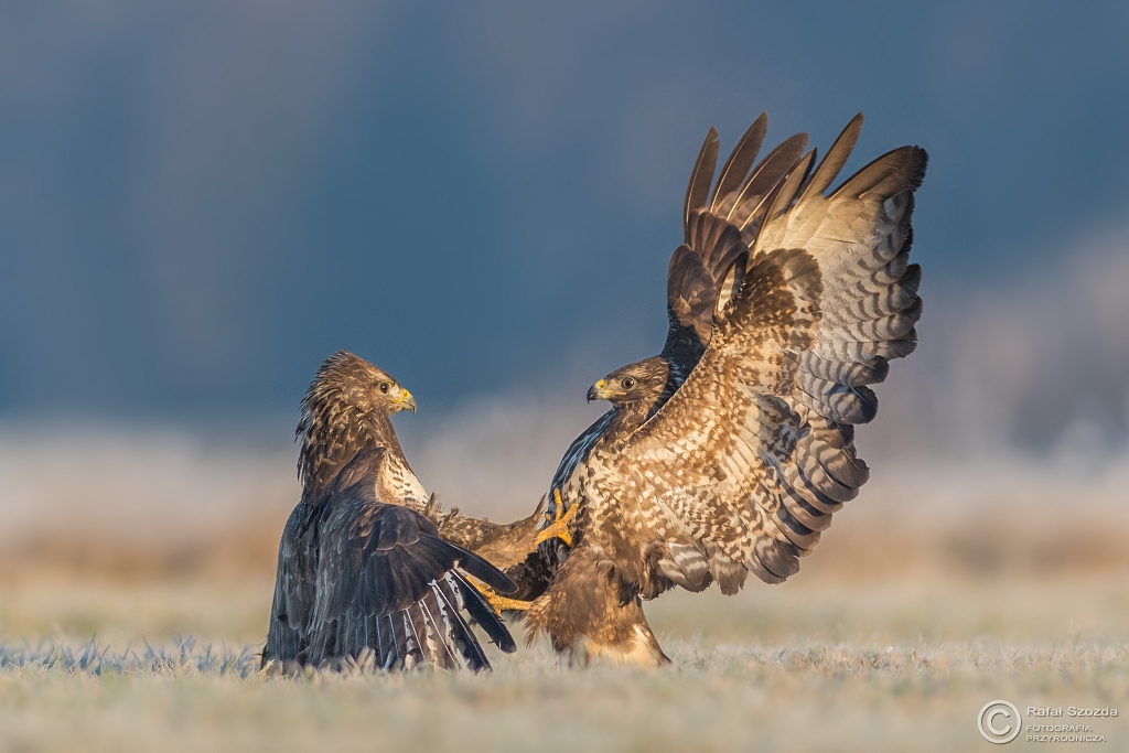 Myszoowy, Common Buzzard (Buteo buteo) ... 2017r