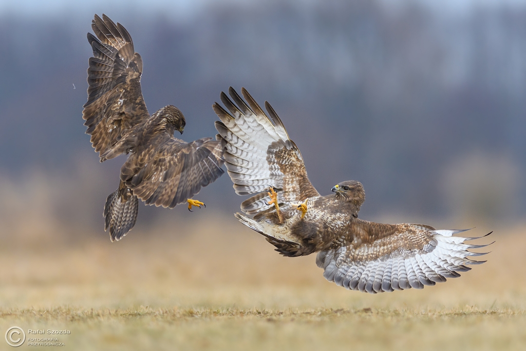 Myszoowy, Common Buzzard (Buteo buteo) ... 2017r