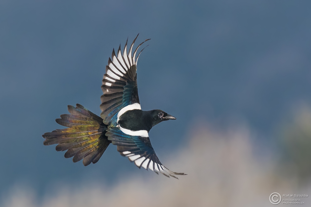 Sroka, Eurasian Magpie (Pica pica) ... 2017r