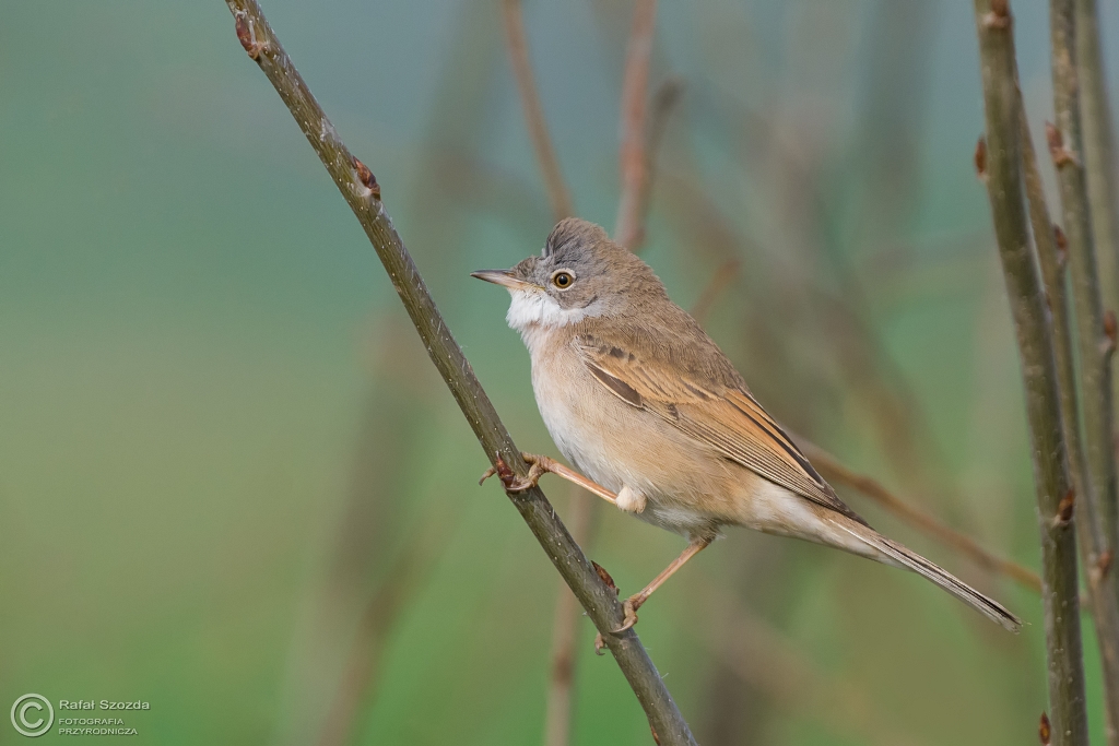 Cierniwka, Common Whitethroat (Sylvia communis) ...