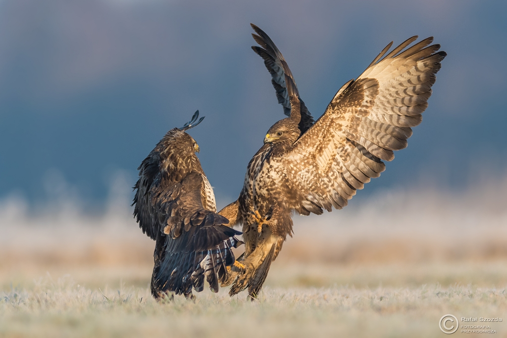 Myszoowy, Common Buzzard (Buteo buteo) ... 2017r