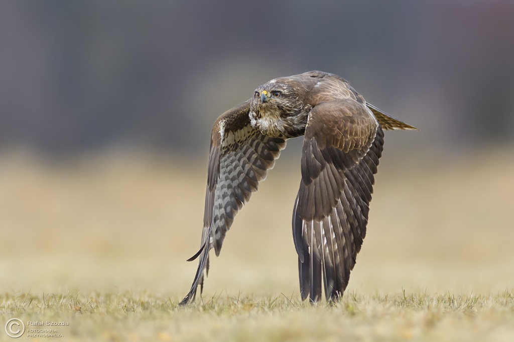 Myszow, Common Buzzard (Buteo buteo) ... 2017r