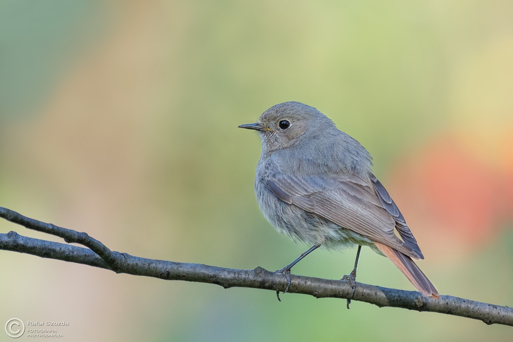 Kopciuszek, Black Redstart (Phoenicurus ochruros) ...