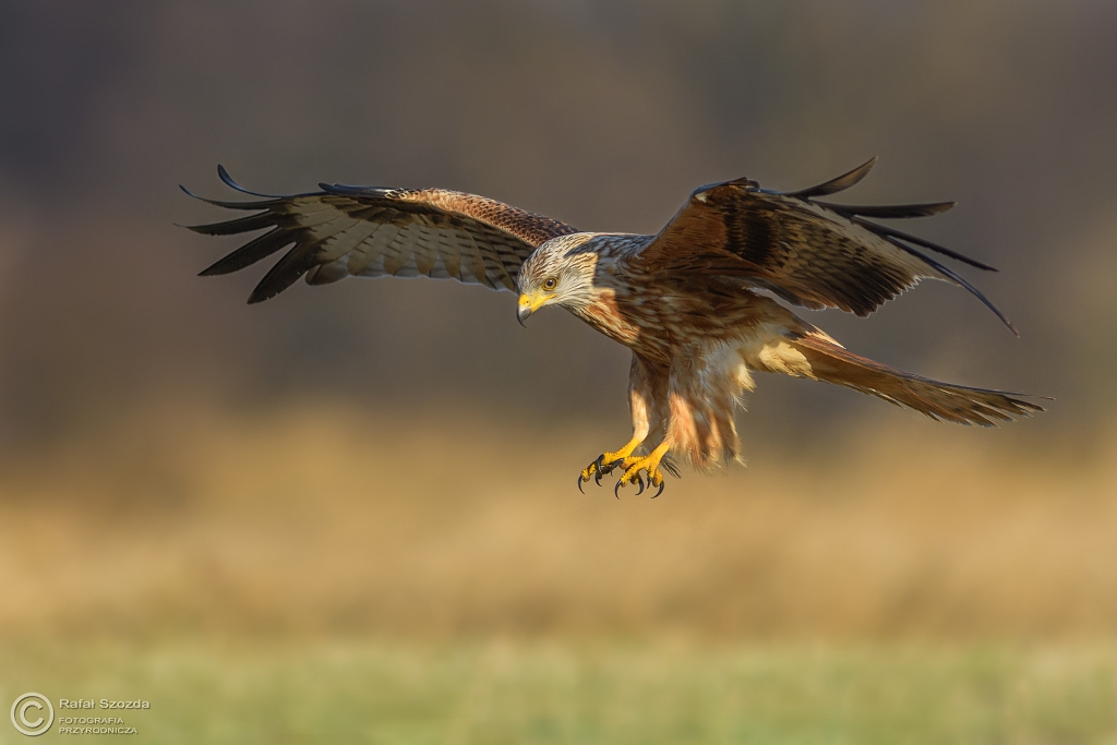 Kania Ruda, Red Kite (Milvus milvus) ... 2017r