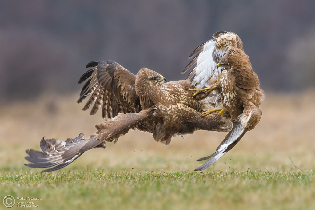 Myszoowy, Common Buzzard (Buteo buteo) ... 2017r