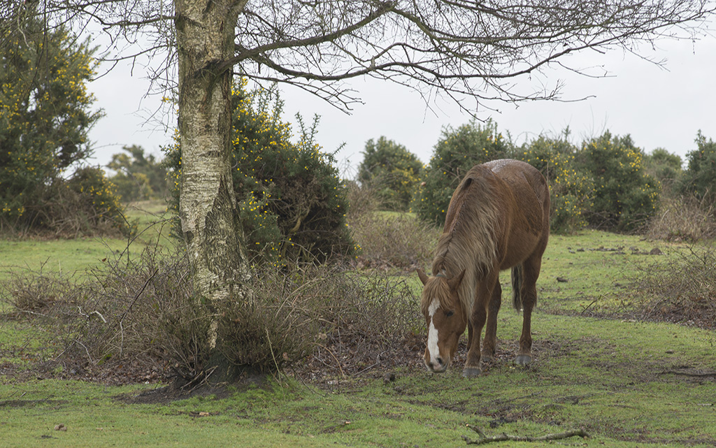 New Forest