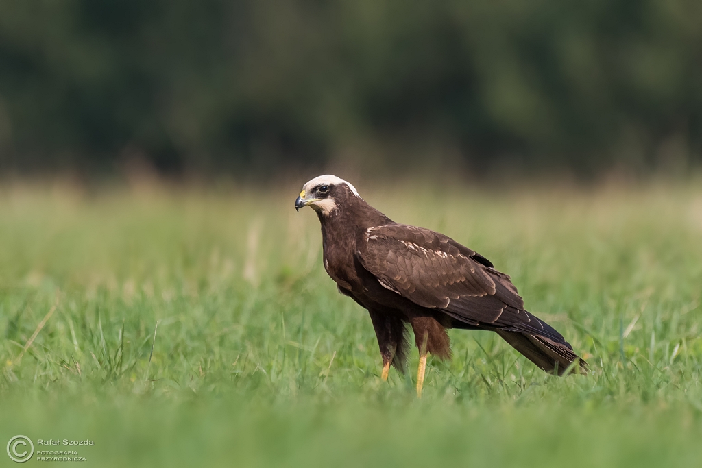 Botniak Stawowy, Western Marsh-Harrier (Circus aeruginosus) ...