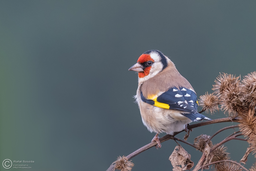 Szczygie, European Goldfinch (Carduelis carduelis) ...