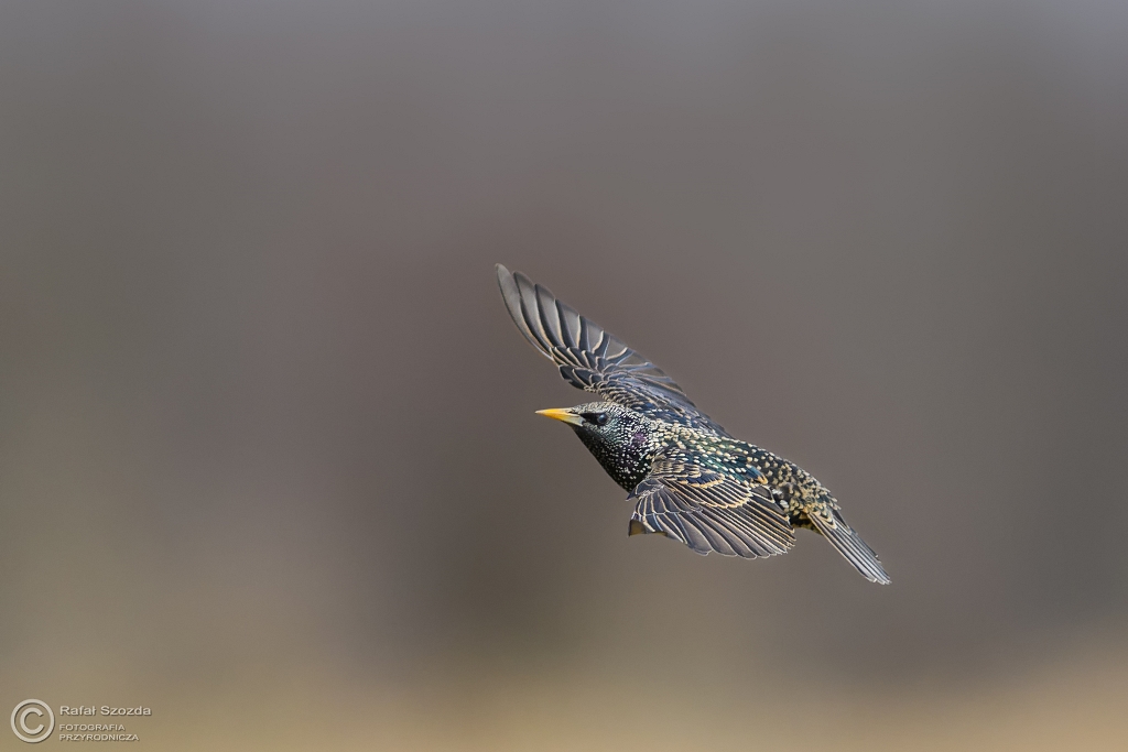 Szpak, Common Starling (Sturnus vulgaris) ... 2017r