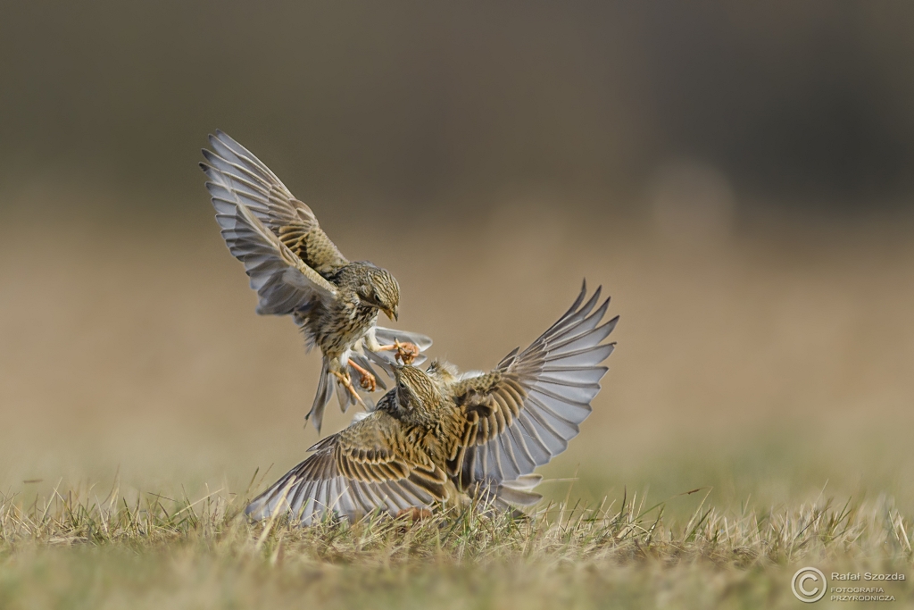 Potrzeszcze, Corn Bunting (Emberiza calandra) ... 2017r