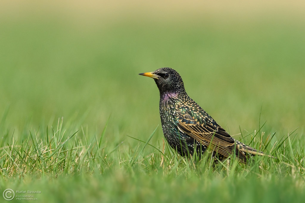 Uderzajce wiosenne pikno tych pospolitych ptakw - Szpak, Common Starling (Sturnus vulgaris) ... 2017r