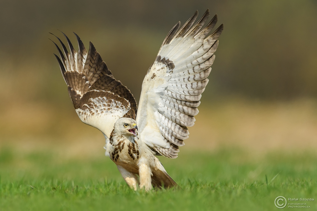 Wiosennie - Myszow, Common Buzzard (Buteo buteo) ... 2017r