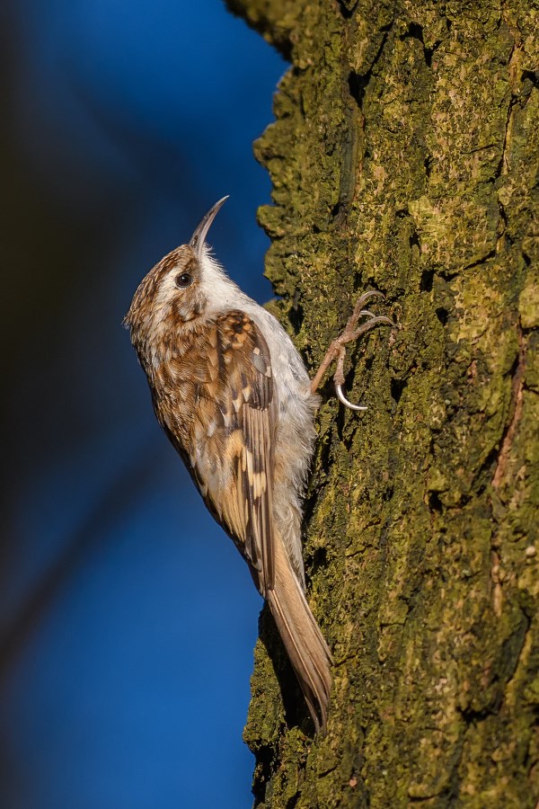 Pezacz Leny, Eurasian Tree-Creeper (Certhia familiaris) ... 2017r