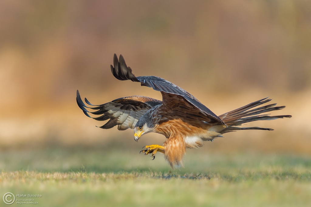 Kania Ruda, Red Kite (Milvus milvus) ... 2017r