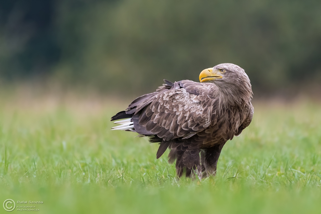 Bielik, White-tailed Eagle (Haliaeetus albicilla) ...