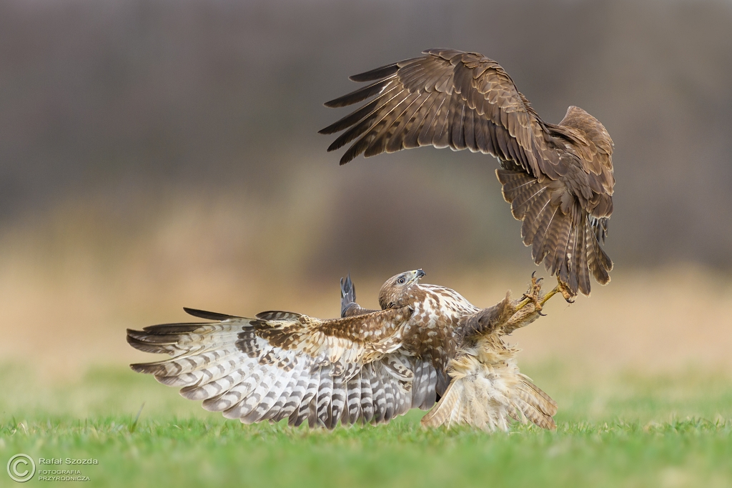 Myszoowy, Common Buzzard (Buteo buteo) ... 2017r