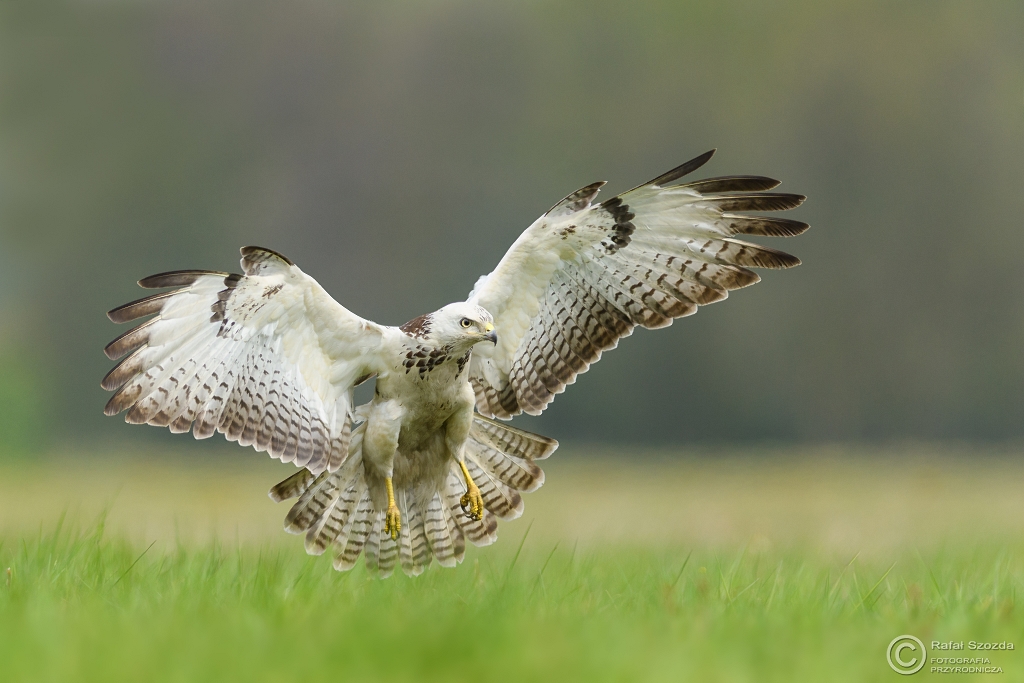 Myszow, Common Buzzard (Buteo buteo) ... 2017r