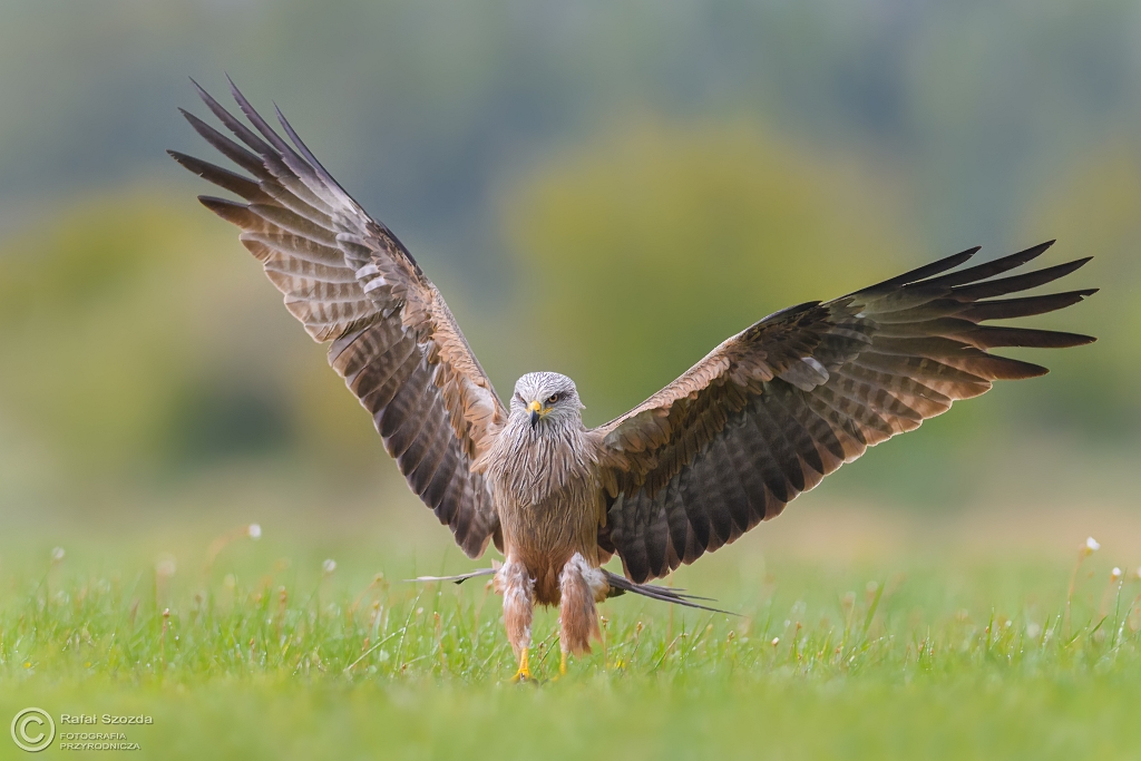 Kania Czarna, Black Kite (Milvus migrans) ... 2017r