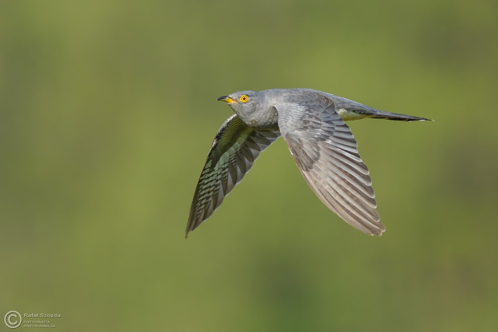 Kukuka, Common Cuckoo (Cuculus canorus) ... 2017r