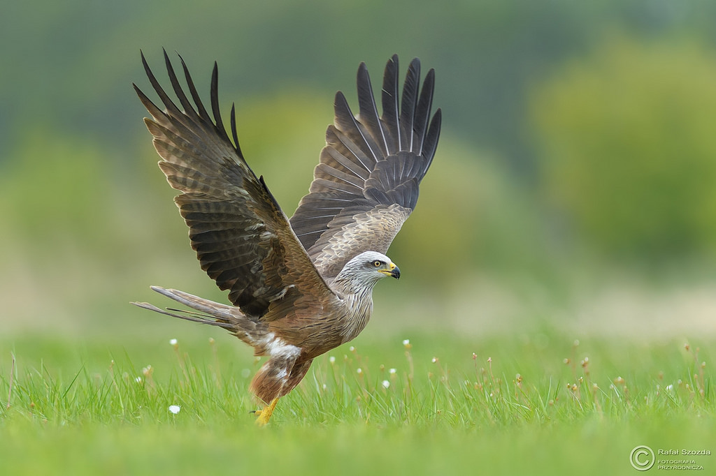 Kania Czarna, Black Kite (Milvus migrans) ... 2017r