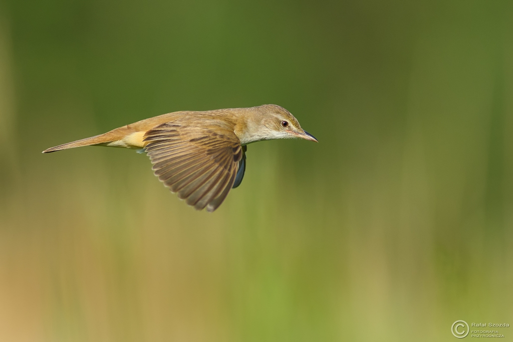 Trzciniak, Great Reed-Warbler (Acrocephalus arundinaceus) ... 2017r