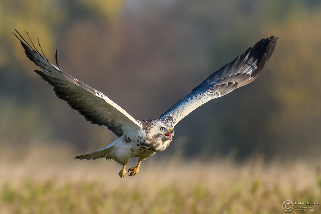 Myszow, Common Buzzard (Buteo buteo) ...