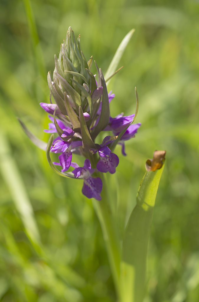 Brytyjska orchidea