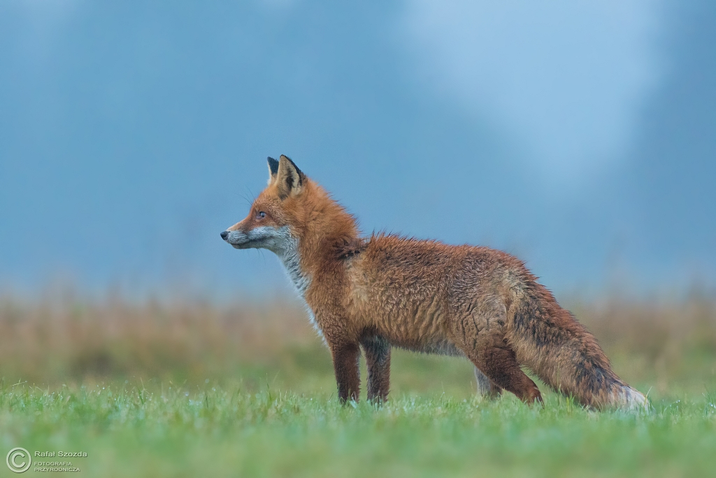 Lis, Fox (Vulpes vulpes) ...