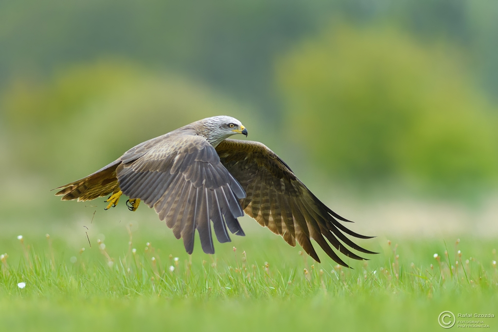 Kania Czarna, Black Kite (Milvus migrans) ... 2017r