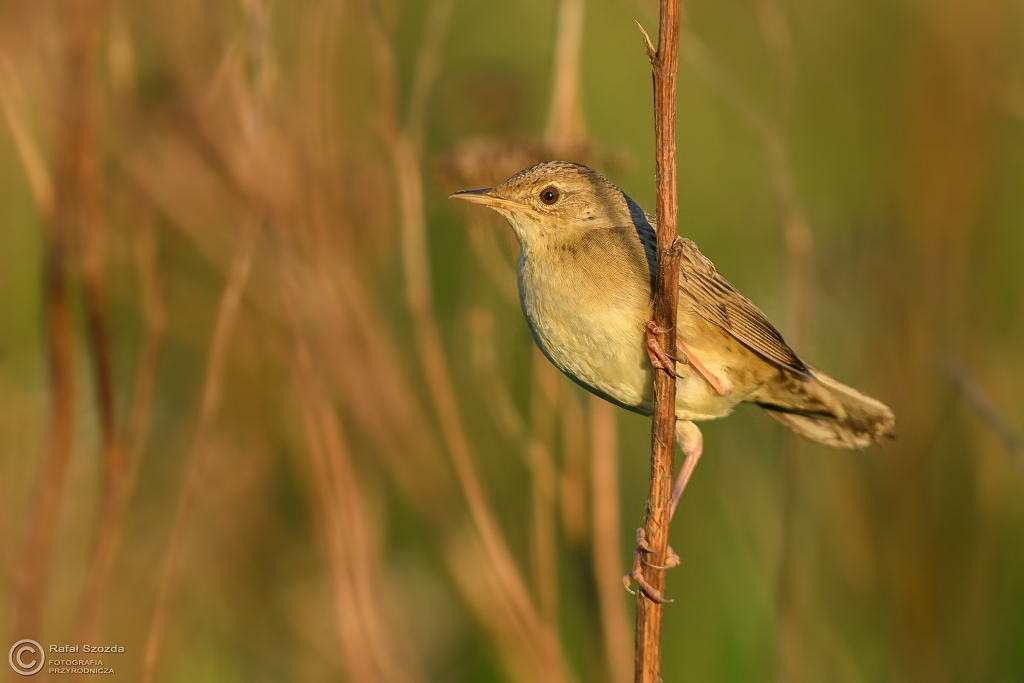 wierszczak, Common Grasshopper-Warbler (Locustella naevia) ... 2017r