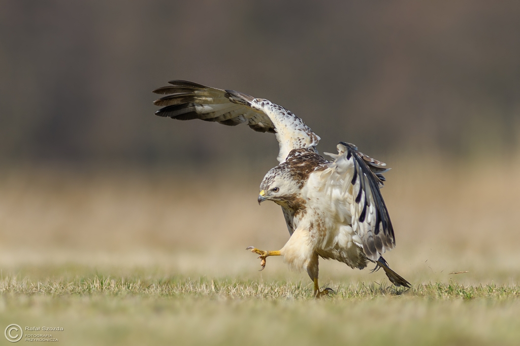 Najwikszy zakapior na dzielni - Myszow, Common Buzzard (Buteo buteo) ... 2017r