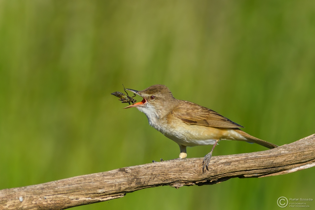 Trzciniak, Great Reed-Warbler (Acrocephalus arundinaceus) ... 2017r