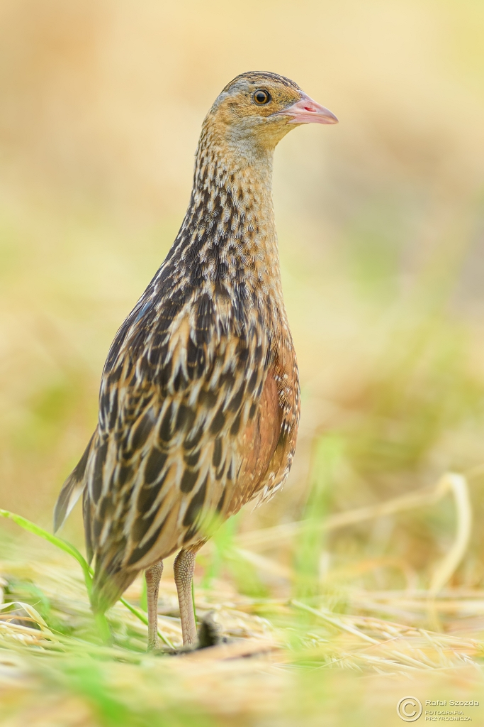 Derkacz, Corn Crake (Crex crex) ... 2017r