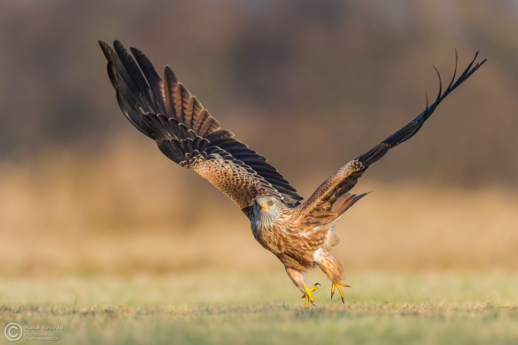 Kania Ruda, Red Kite (Milvus milvus) ... 2017r