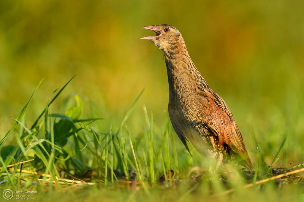 Derkacz, Corn Crake (Crex crex) ... 2017r