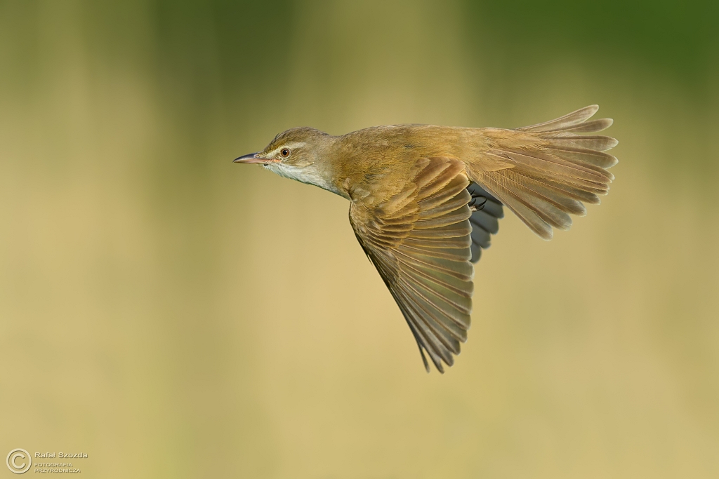 Trzciniak, Great Reed-Warbler (Acrocephalus arundinaceus) ... 2017r