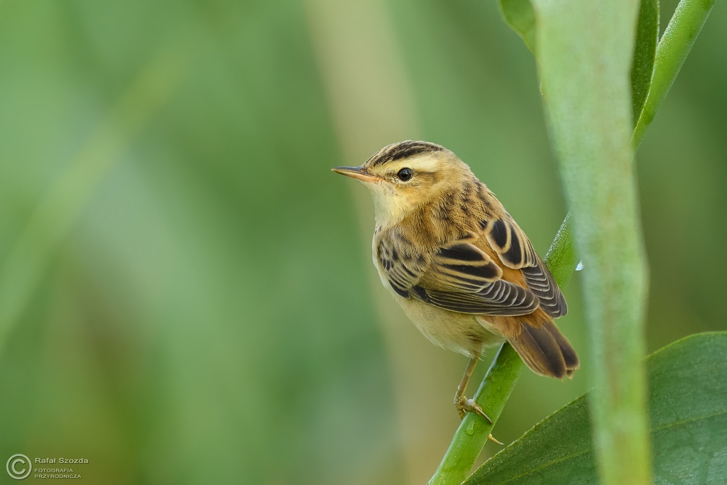 Rokitniczka, Sedge Warbler (Acrocephalus schoenobaenus) ... 2017r