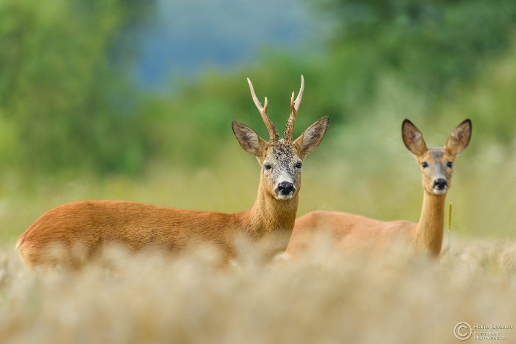 Rogacz z dziewczyn, Roe (Capreolus capreolus) ... 2017r