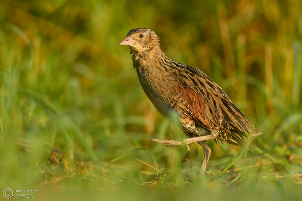 Derkacz, Corn Crake (Crex crex) ... 2017r