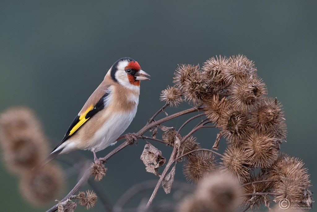 Szczygie, European Goldfinch (Carduelis carduelis) ... 2017r